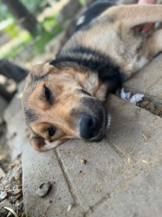 VITA    ca. 2-jährige sehr zutrauliche, liebe, neugierige Hündin, ca. 52 cm