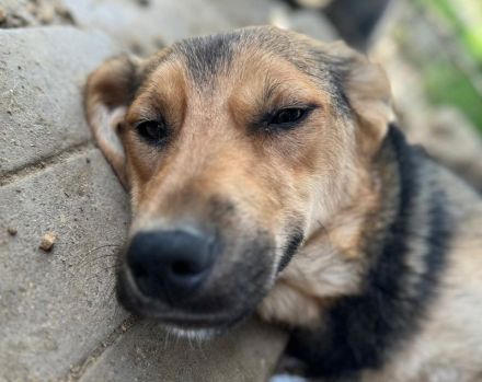 VITA    ca. 2-jährige sehr zutrauliche, liebe, neugierige Hündin, ca. 52 cm