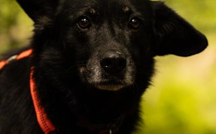 Lupita sucht ein verständnisvolles Zuhause