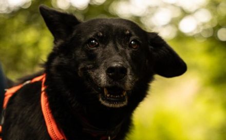 Lupita sucht ein verständnisvolles Zuhause