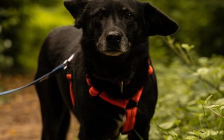 Lupita sucht ein verständnisvolles Zuhause