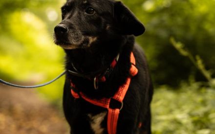 Lupita sucht ein verständnisvolles Zuhause