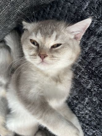 2 süße BKH Mädchen suchen ein tolles Zuhause