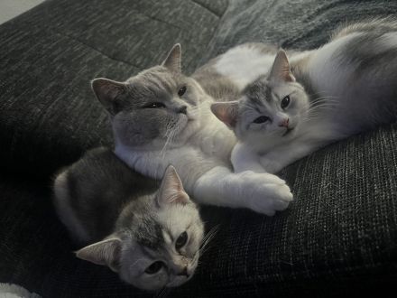 2 süße BKH Mädchen suchen ein tolles Zuhause