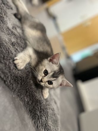 2 süße BKH Mädchen suchen ein tolles Zuhause