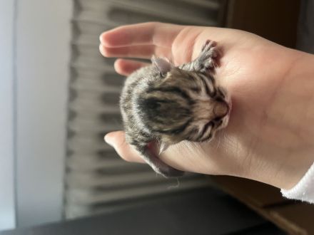 Britisch kurzhaar katze