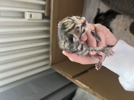 Britisch kurzhaar katze