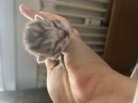 Britisch kurzhaar katze