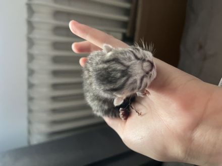 Britisch kurzhaar katze