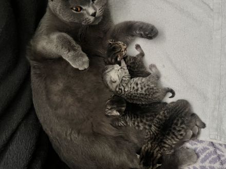 Britisch kurzhaar katze