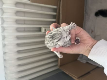 Britisch kurzhaar katze