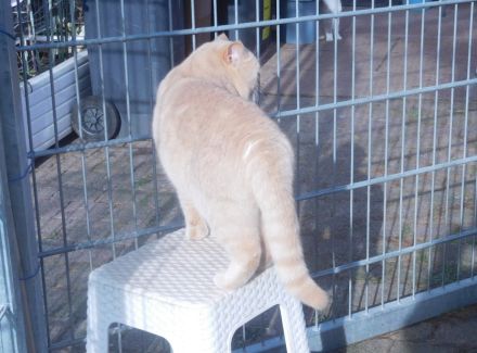 Britisch Kurzhaar Deckkater