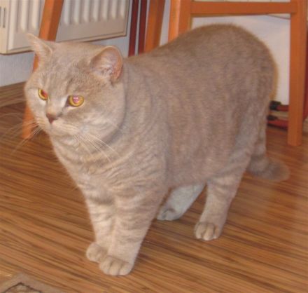 Britisch Kurzhaar Deckkater