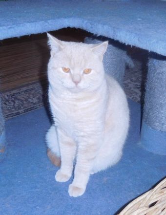 Britisch Kurzhaar Deckkater