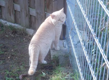 Britisch Kurzhaar Deckkater