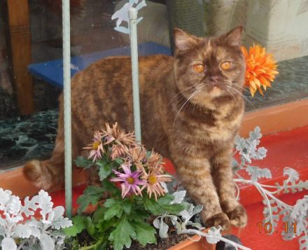 Britisch Kurzhaar Deckkater