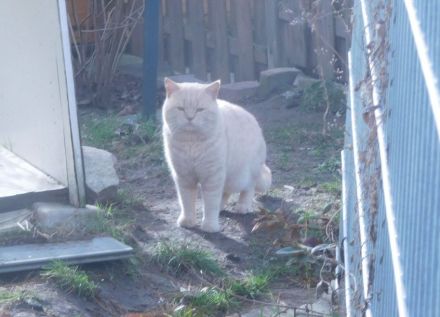 Britisch Kurzhaar Deckkater