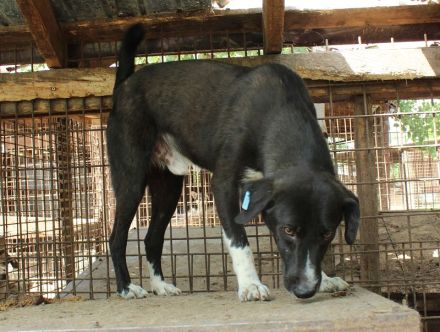 FABIUS   ca. 2-jähriger, aktiver, verspielter, junger Rüde, ca. 55 cm,