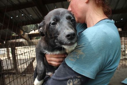 FABIUS   ca. 2-jähriger, aktiver, verspielter, junger Rüde, ca. 55 cm,