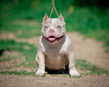 American bully