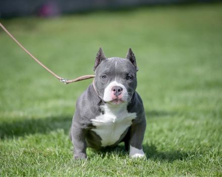 American bully