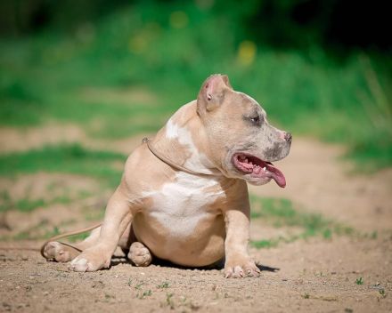 American bully
