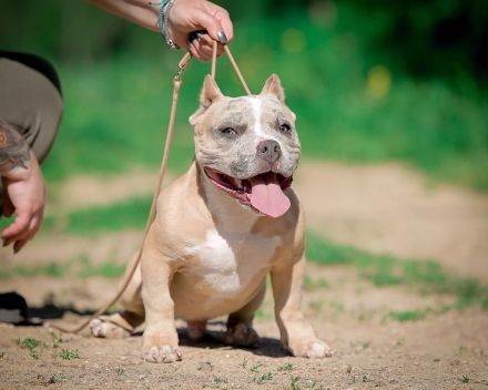 American bully