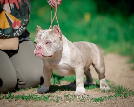 American bully