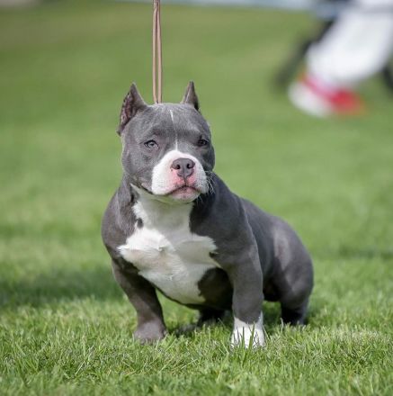 American bully