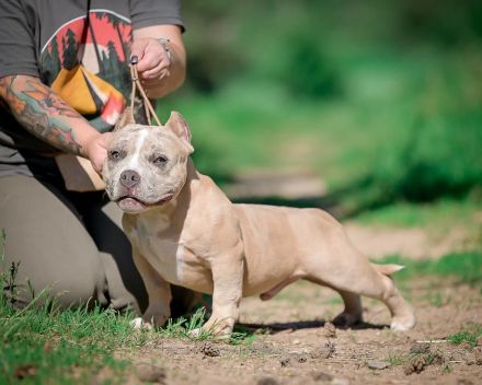 American bully
