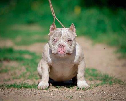 American bully