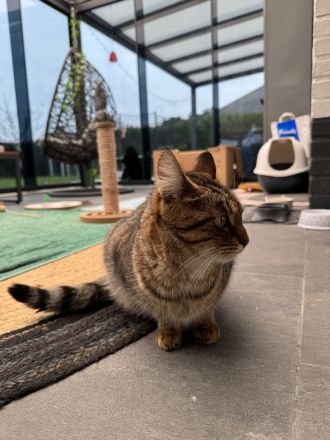 Europäische Kurzhaar