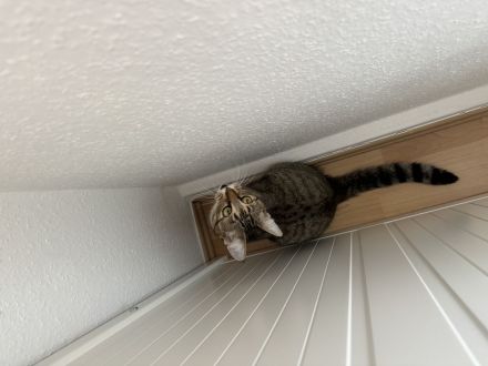 Europäische Kurzhaar