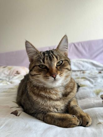 Europäische Kurzhaar