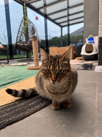 Europäische Kurzhaar