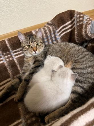 Europäische Kurzhaar