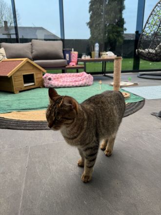 Europäische Kurzhaar