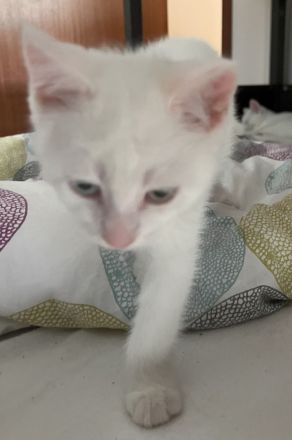 Khao Manee, Maine Coon, EKH Kitten