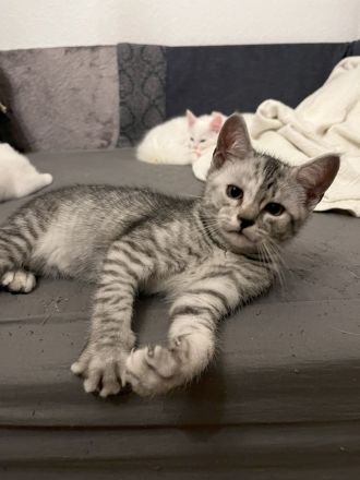 Khao Manee, Maine Coon, EKH Kitten