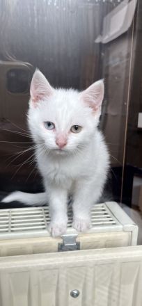 Khao Manee, Maine Coon, EKH Kitten