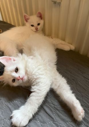 Khao Manee, Maine Coon, EKH Kitten