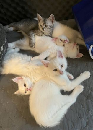 Khao Manee, Maine Coon, EKH Kitten