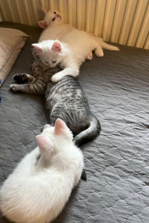 Khao Manee, Maine Coon, EKH Kitten