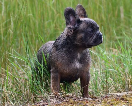 Französische Bulldogge Rüde Fluffy Langhaar blue sable