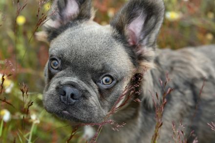 Französische Bulldogge Rüde Fluffy Langhaar blue sable