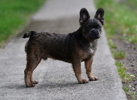 Französische Bulldogge Rüde Fluffy Langhaar blue sable