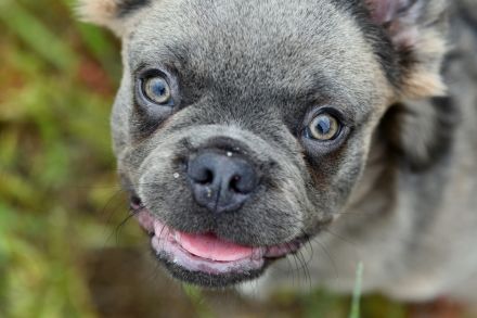 Französische Bulldogge Rüde Fluffy Langhaar blue sable