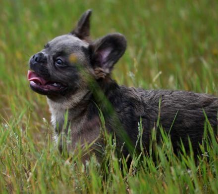 Französische Bulldogge Rüde Fluffy Langhaar blue sable