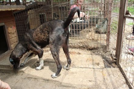 ROJO  ca.2-jähriger, verspielter, junger Rüde, hat Sehnsucht nach menschlicher Nähe,ca. 55 cm