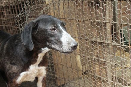 ROJO  ca.2-jähriger, verspielter, junger Rüde, hat Sehnsucht nach menschlicher Nähe,ca. 55 cm